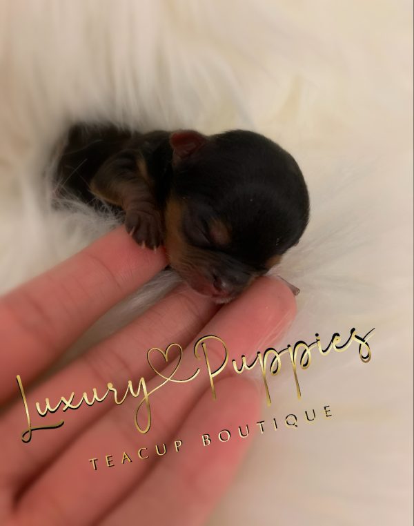 Micro Teacup Yorkie