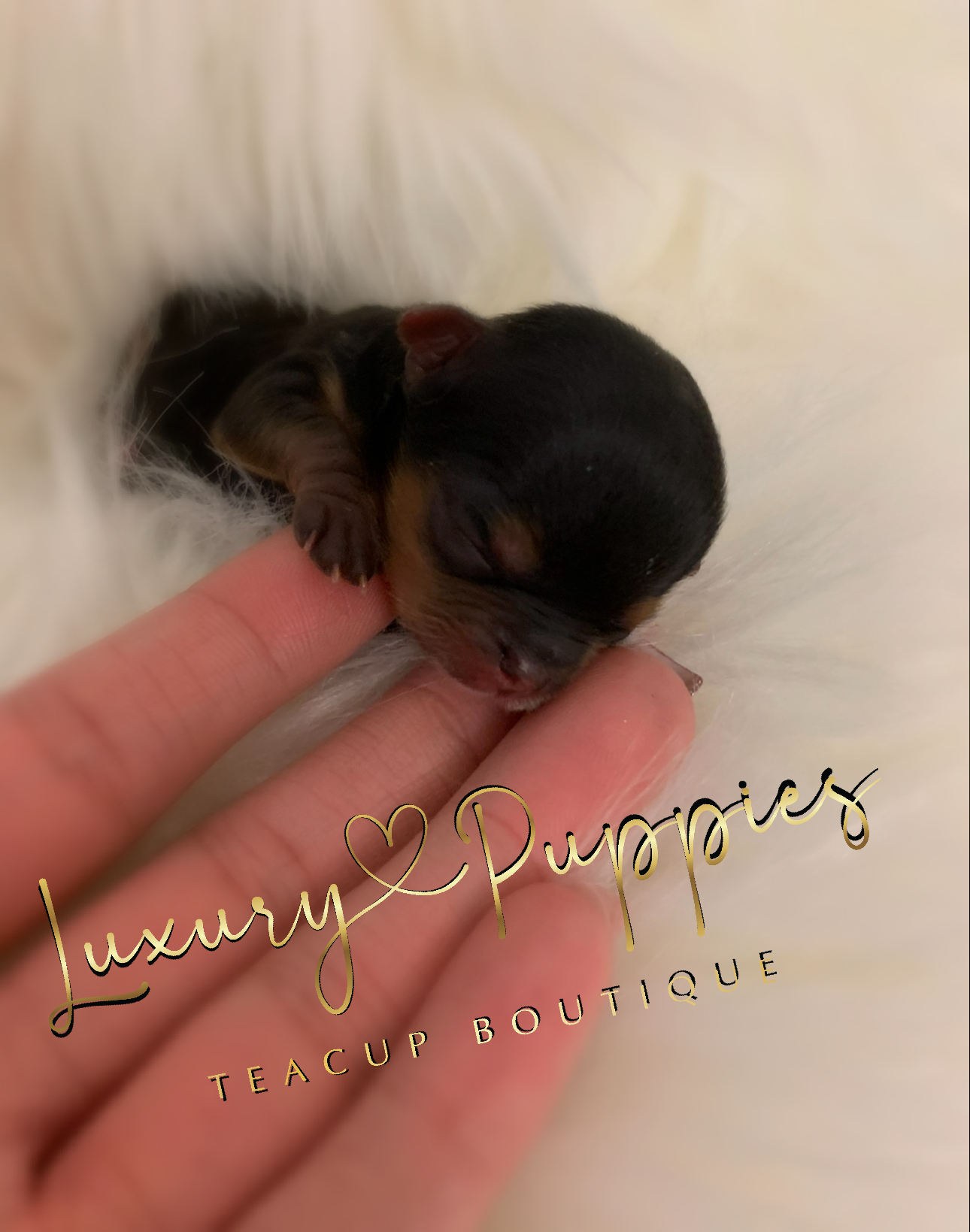 Micro Teacup Yorkie