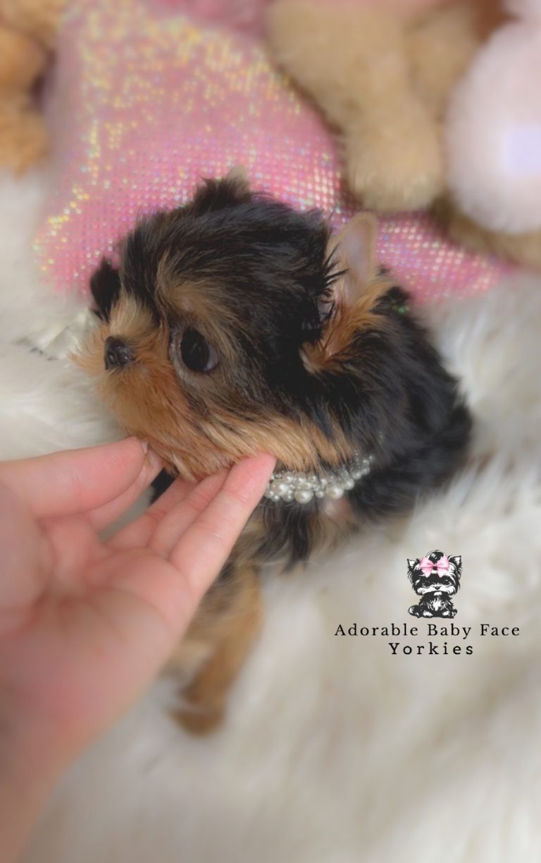 adorablebabyfaceyorkies