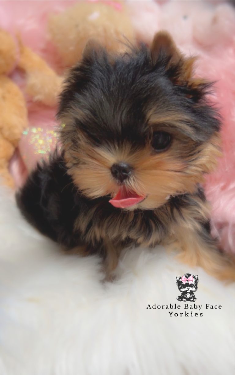 adorablebabyfaceyorkies