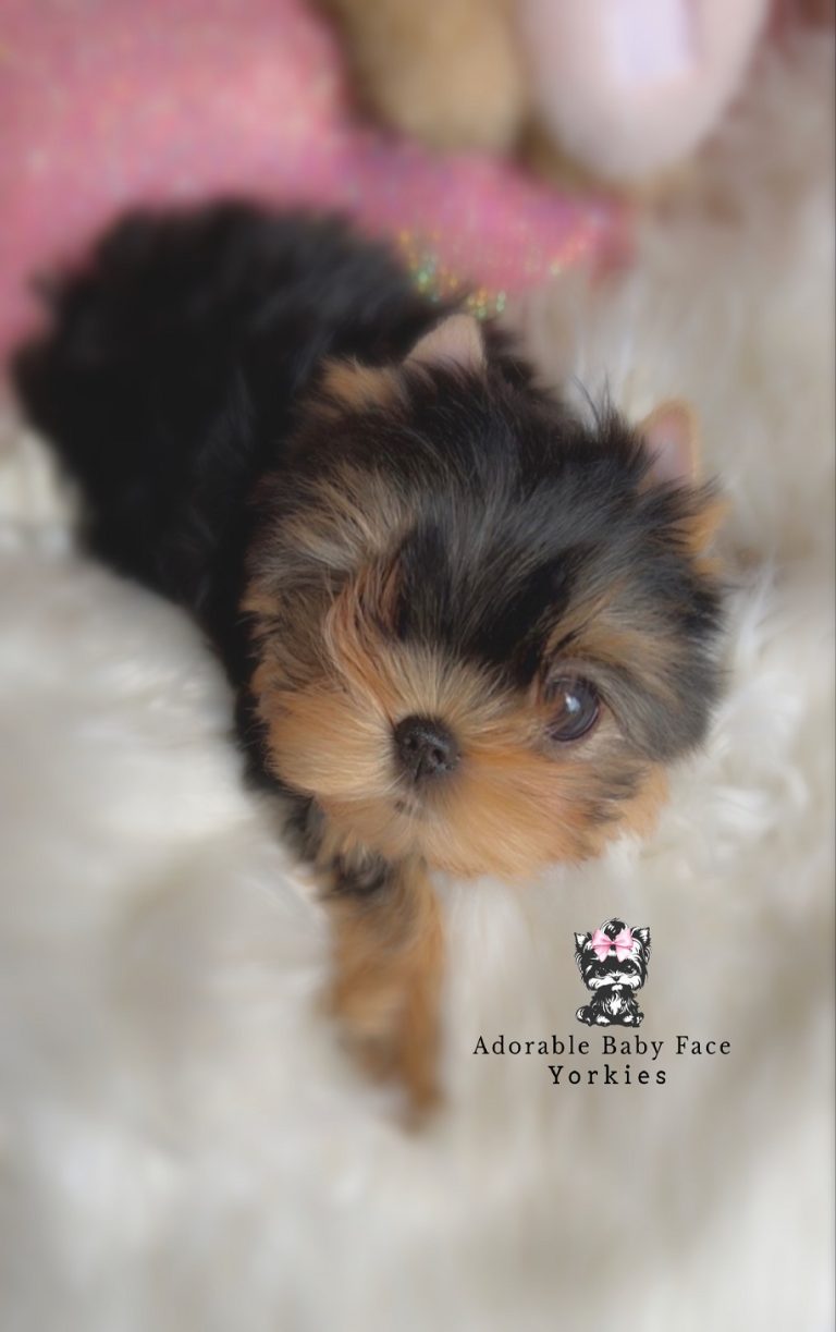 adorablebabyfaceyorkies